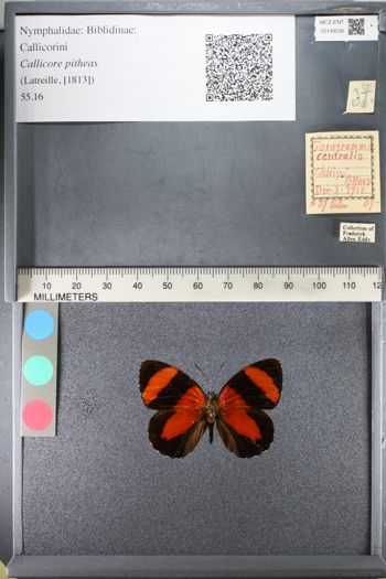 Media type: image;   Entomology 149236